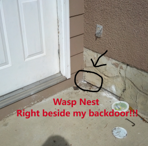 rid wasp nests